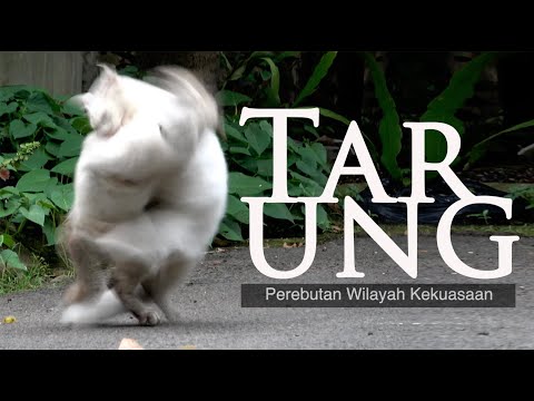 Tarung Perebutan Wilayah | Duel Kucing | Kucing Berantem - YouTube