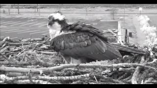 Iris lays egg number 3!   2017 05 02 08 53 17 111