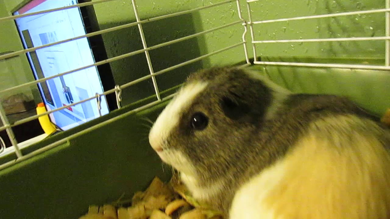 Guinea pigs The Movie Coming To YouTube YouTube