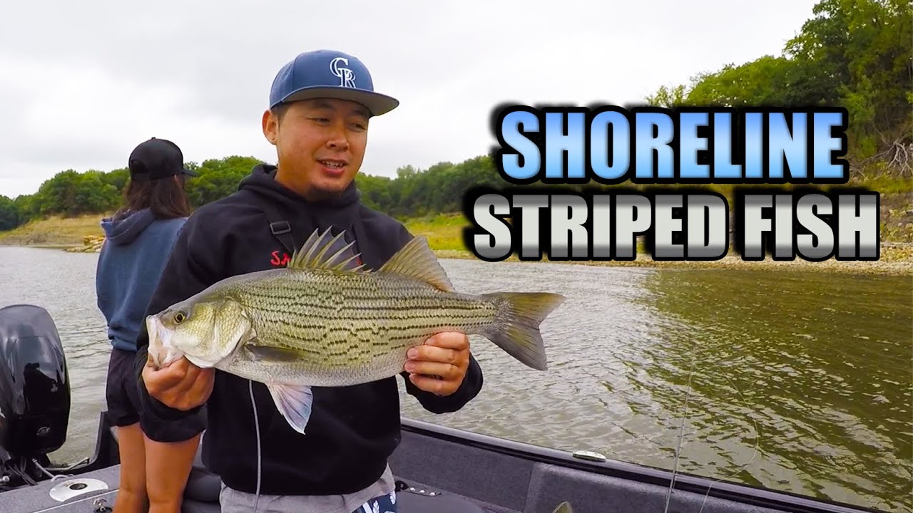 Boat Fishing for White Bass and Hybrid Striped Bass (Wipers) YouTube