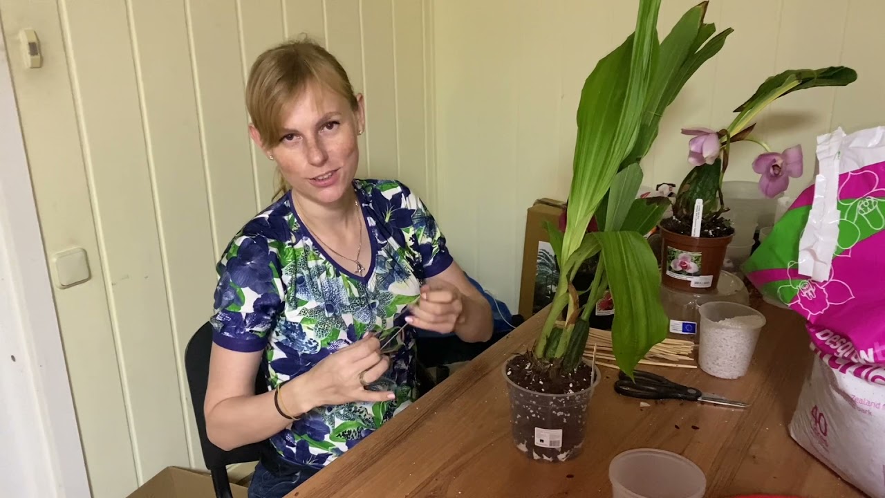 Посадка орхидеи Lycaste.  Свежий импорт орхидей