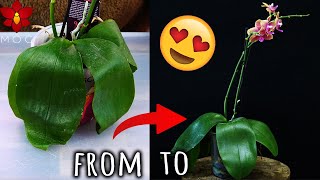 What to do when your Orchid has limp, leathery leaves?  Orchid Care for Beginners