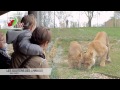 Vidéo: Parc Zoologique Cerza, Hermival Les Vaux 