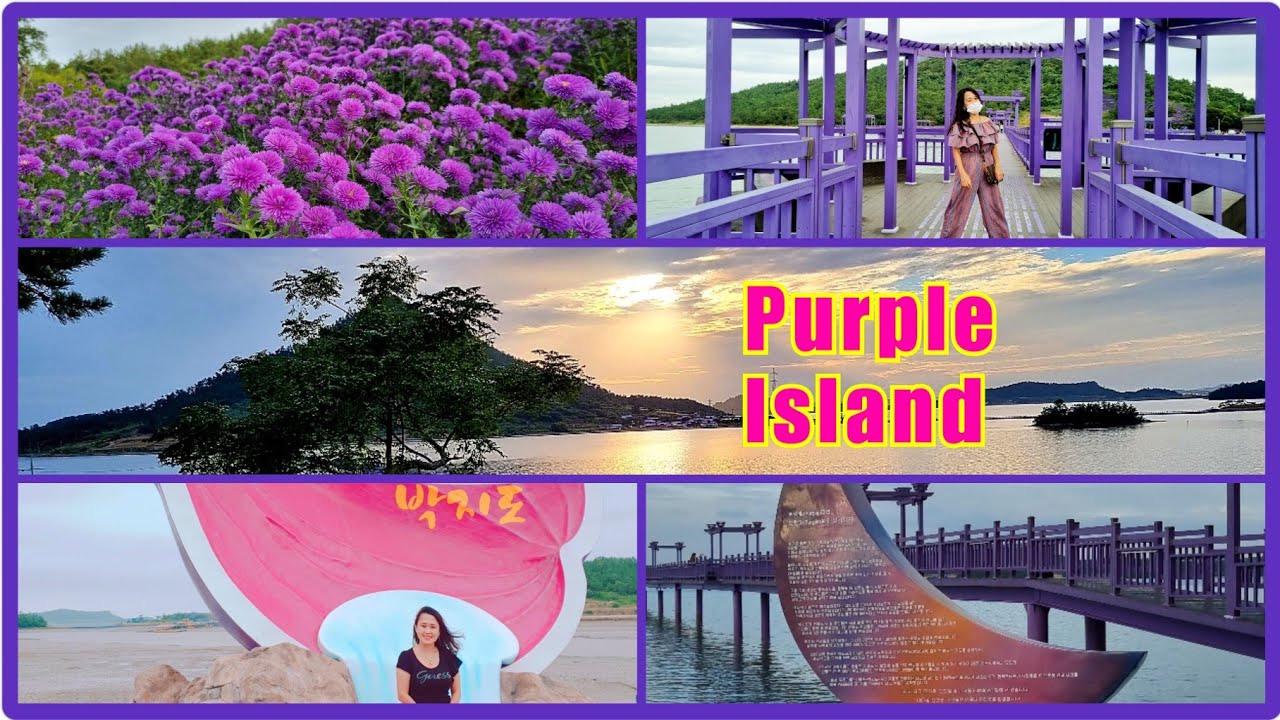 PURPLE ISLAND In KOREA 퍼플교 YouTube