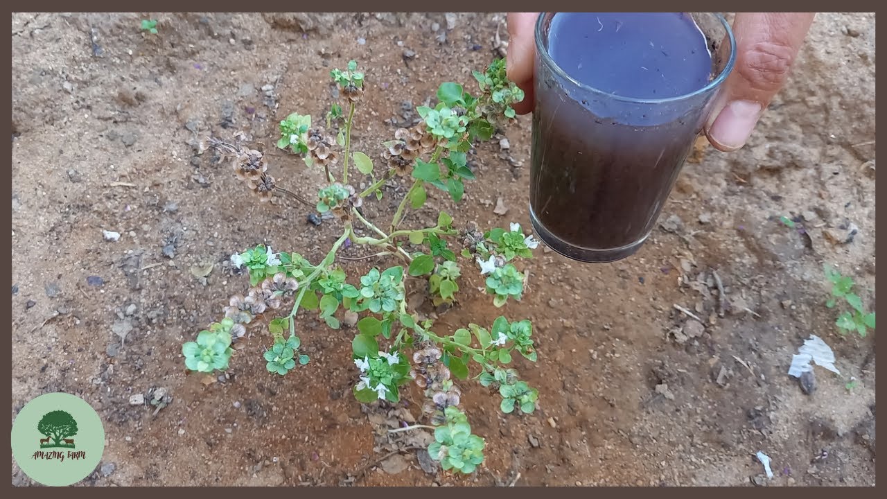 Organic compost for any plants
