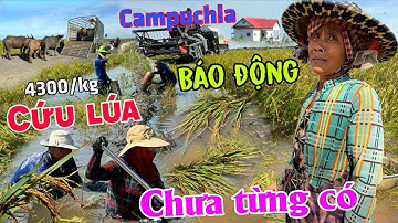 Báo động: Lũ tràn từ Campuchia NGẬP LÚA nông dân than khóc CỨU LÚA giá siêu rẻ lỗ hơn 1 nữa