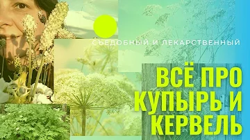 287. КЕРВЕЛЬ КУПЫРЬ как отличить? рецепты польза свойства ДИКАЯ МОРКОВКА и ЯДОВИТЫЕ ЗОНТИЧНЫЕ