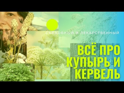 Видео: Ядовиты ли цветы кервеля?