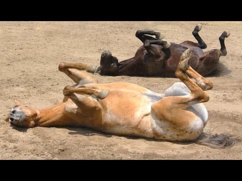 面白い馬 面白い馬動画 コンピレーション Youtube