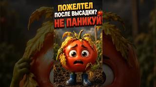 ПОЖЕЛТЕЛ ПОСЛЕ ВЫСАДКИ? 🍅 Не паникуй, я знаю, как спасти томат! #лайфхаки #советы #польза #огород