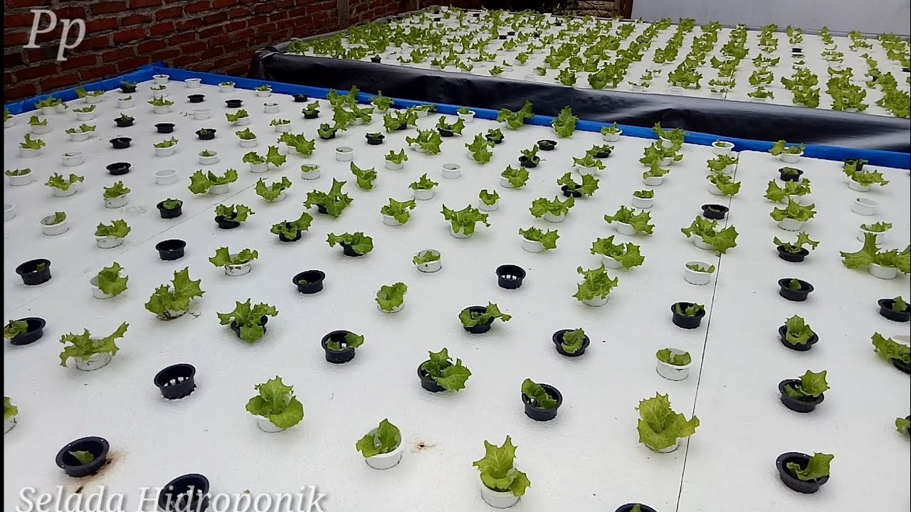 Budidaya Selada Hidroponik Dan Kangkung 