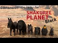 JAPAN'S GACHAPON | SHAKUREL BLACK | Shakurel planet | A turned-up chin | Funny Animal | シャクレルプラネット