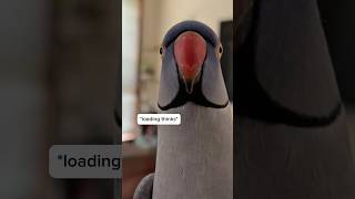 It’s important to regularly update your parrot software to prevent lagging.