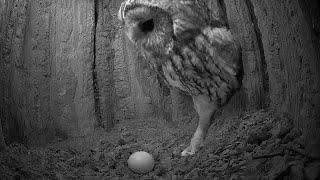 Tawny Owl's Whistle as She Lays 1st Egg of Season | Luna & Bomber | Robert E Fuller by Robert E Fuller 749,022 views 1 month ago 1 minute, 25 seconds