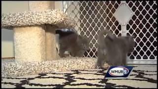 Adopt This Pet: Fire Kittens