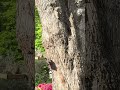 Watching squirrels #shorts #ytshorts #viralshort #nature #squirrels 4/30/26