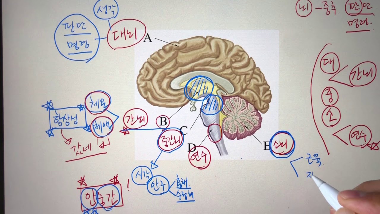 솬쌤 암기법] [중3] [4단원] 대뇌의 구조와 기능!! 기적의 암기법 대 공개!! ^^ - Youtube
