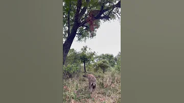 Short Video Hayne 