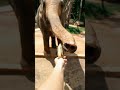 "When Power Meets Peace — The Royal Elephant 🐘👑"The Gentle #NatureKing 🐘💪 #WildRoyalty"