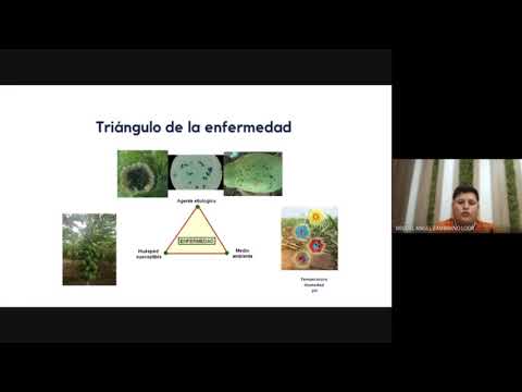 Video: Qué hacer con una papaya con manchas negras: tratamiento de la enfermedad de la mancha negra de la papaya