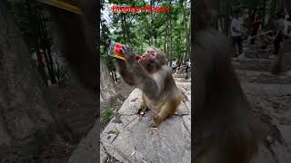 Drunken Master Monkey 😅 #funny #animals #funnyvideo #funnyshorts #techno #music