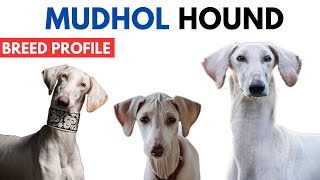 Mudhol Hound Breed Profile History  Price  Traits  Mudhol Hound Grooming Needs  Lifespan