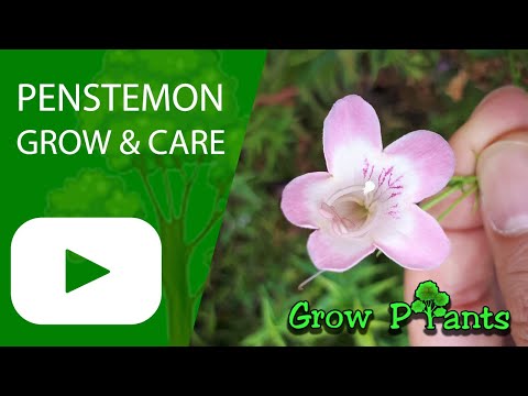 Penstemon - grow & care (Beardtongues)