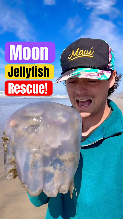 Rescuing Huge Slimy Moon Jellyfish! 🪼 #animals #nature #shorts