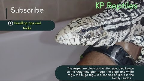 Black and white Tegu handling tips and tricks.💯‼️