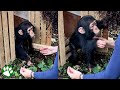 Baby chimp throws himself into rescuers arms