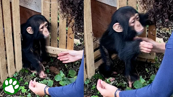 Baby chimp throws himself into rescuer's arms