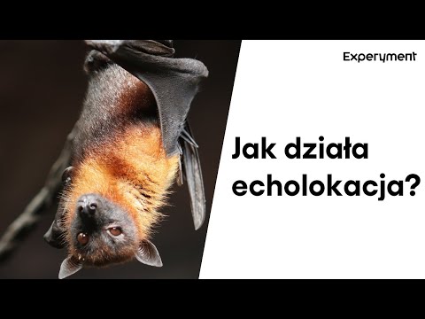 Echolokacja. Jak nietoperze polują i unikają przeszkód? | ZDALNY EXPERYMENT #54