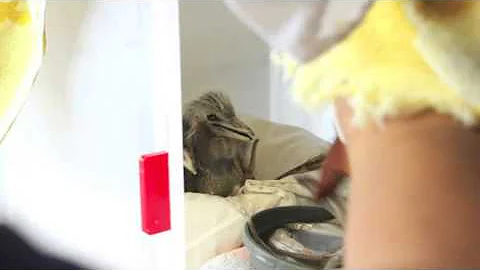 Raising orphaned egrets and herons