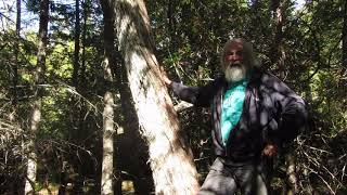 40 The Cedar Swamp