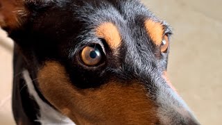 Basenjis Waking Up