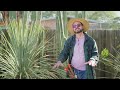 Desert Plants – Plant this in the desert!  Desert Spoon is evergreen, tough and stately