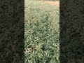डॉलर चने में फूल ही फूल