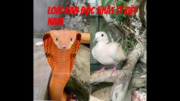 Loài rắn độc nhất ở Việt Nam #short #animals