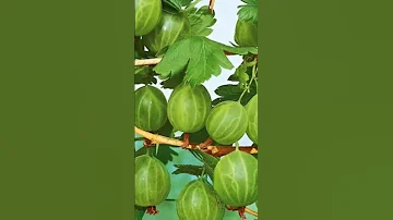 С ЧЕМ РЯДОМ НЕЛЬЗЯ САЖАТЬ КРЫЖОВНИК?