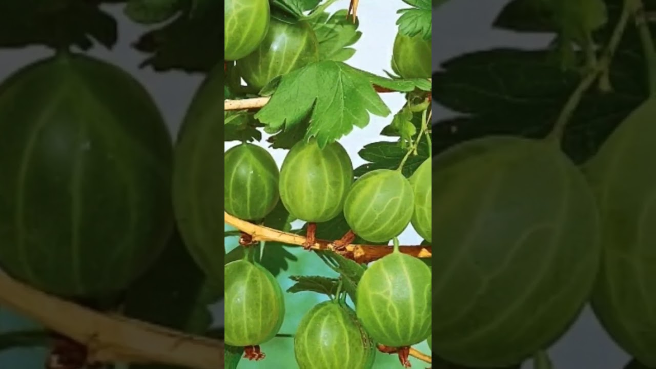 С ЧЕМ РЯДОМ НЕЛЬЗЯ САЖАТЬ КРЫЖОВНИК?