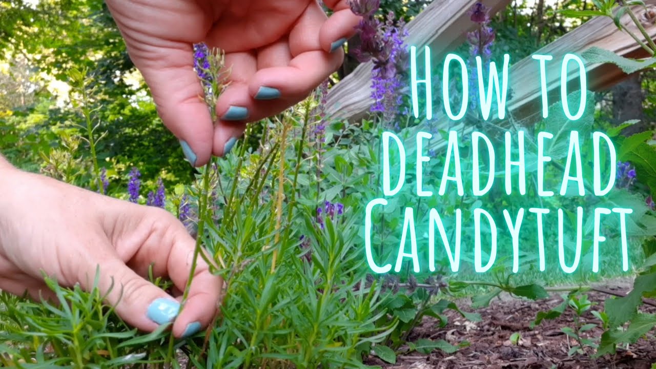 How to Easily Deadhead Candytuft ️ Video Tutorial Quick Clip Tips