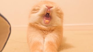 爪切りしたらムギの様子がなんだかおかしいです【No.626】