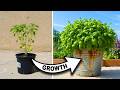Turn One $2 Supermarket Basil Into an Endless Supply (Never Buy Basil Again!)