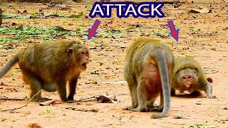 ATTACK! ALPHA DAISY FIGHT WITH MONKEY VINNY TO SAVE MOM DUCHESS, DAISY TRIES TO PACIFY BY LOVELY
