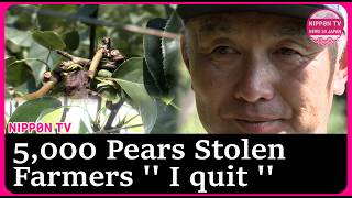 5,000 Pears stolen in Fukuoka: Heartbreaking decision after 'another fruit theft'