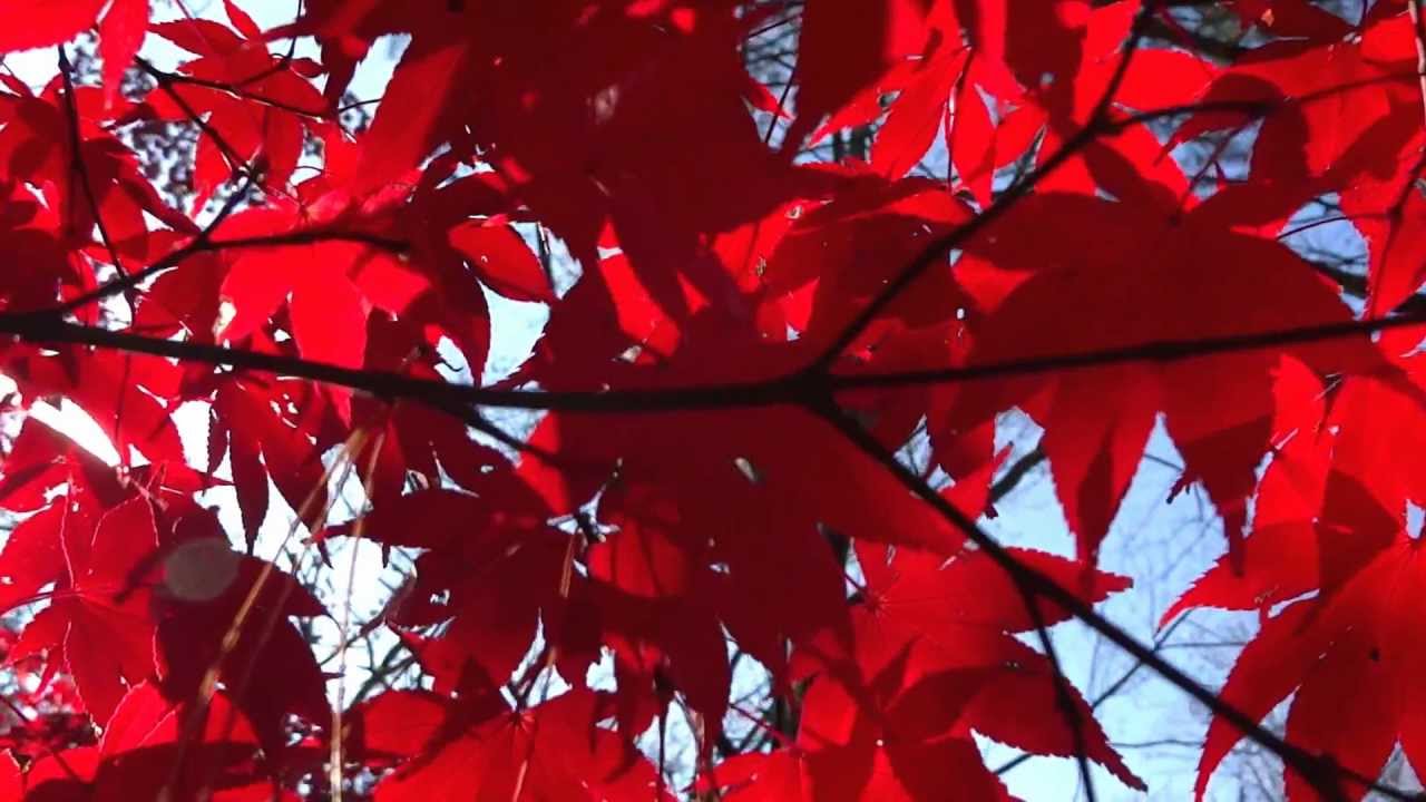 RED: Maryland photojournalist fall colors - Baltimore - DC documentary photography