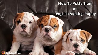 How To Potty Train an English Bulldog Puppy