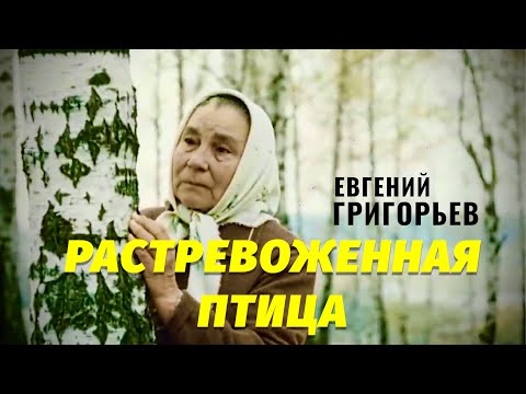 ДО СЛЁЗ !!! ЕВГЕНИЙ ГРИГОРЬЕВ(ЖЕКА) "РАСТРЕВОЖЕННАЯ ПТИЦА"