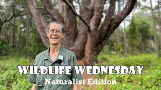 Wildlife Wednesday -- Softshell Turtles at Miramar Pineland -- Naturalist Edition