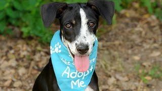 City Dogs Cleveland declares 'urgent' need for pet adoptions due to 'very full' kennel